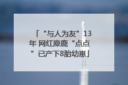 “与人为友”13年 网红麋鹿“点点”已产下8胎幼崽