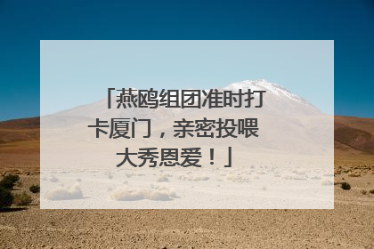 燕鸥组团准时打卡厦门，亲密投喂大秀恩爱！