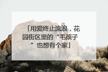 用爱终止流浪，花园街区里的“毛孩子”也想有个家