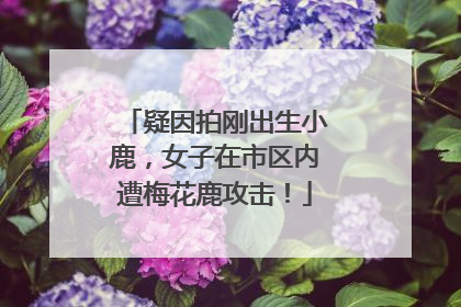 疑因拍刚出生小鹿，女子在市区内遭梅花鹿攻击！