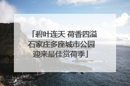 碧叶连天 荷香四溢 石家庄多座城市公园迎来最佳赏荷季