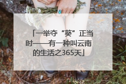 一举夺“葵”正当时——有一种叫云南的生活之365天