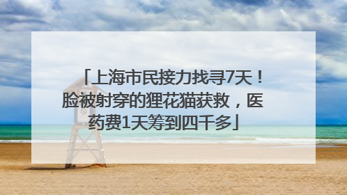 上海市民接力找寻7天！脸被射穿的狸花猫获救，医药费1天筹到四千多