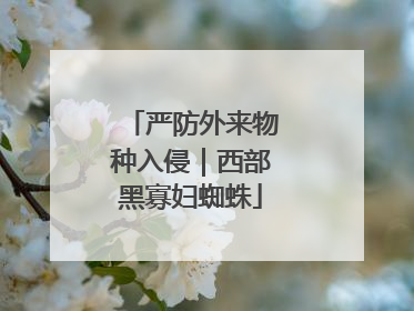 严防外来物种入侵｜西部黑寡妇蜘蛛