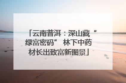 云南普洱：深山藏“绿富密码” 林下中药材长出致富新图景