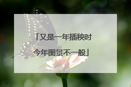 又是一年插秧时 今年图景不一般