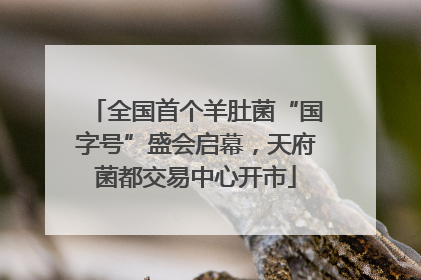 全国首个羊肚菌“国字号”盛会启幕，天府菌都交易中心开市