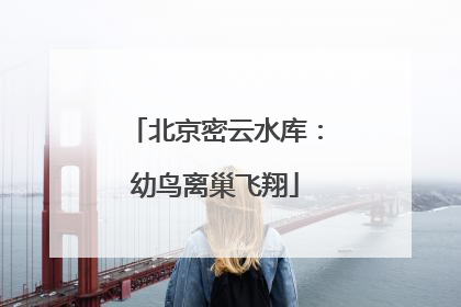 北京密云水库：幼鸟离巢飞翔
