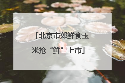 北京市郊鲜食玉米抢“鲜”上市