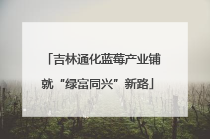 吉林通化蓝莓产业铺就“绿富同兴”新路