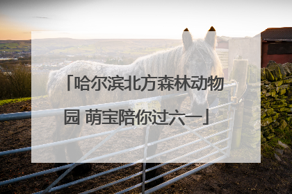 哈尔滨北方森林动物园 萌宝陪你过六一