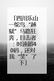 四川乐山一鸵鸟“越狱”马路狂奔，目击者：时速超40码，还对我“笑”了下