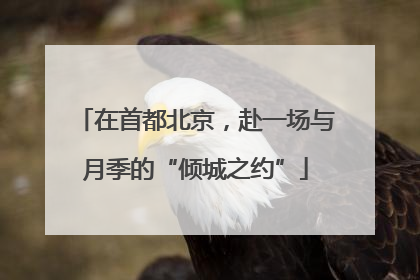 在首都北京，赴一场与月季的“倾城之约”