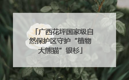 广西花坪国家级自然保护区守护“植物大熊猫”银杉