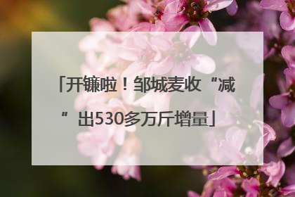 开镰啦！邹城麦收“减”出530多万斤增量