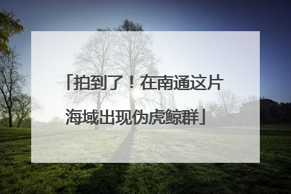 拍到了！在南通这片海域出现伪虎鲸群