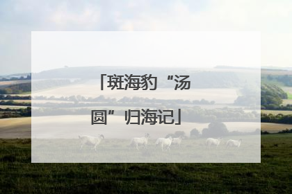 斑海豹“汤圆”归海记