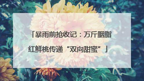 暴雨前抢收记：万斤胭脂红鲜桃传递“双向甜蜜”