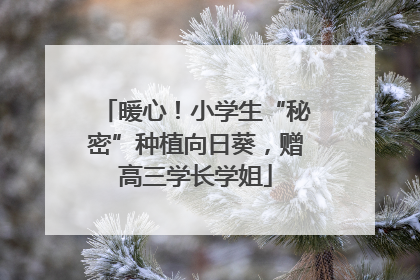 暖心！小学生“秘密”种植向日葵，赠高三学长学姐