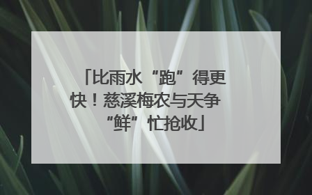 比雨水“跑”得更快！慈溪梅农与天争“鲜”忙抢收