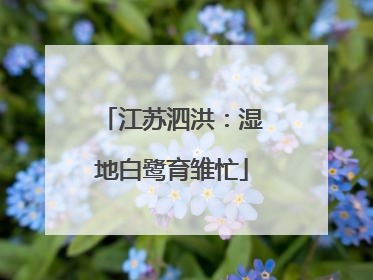 江苏泗洪：湿地白鹭育雏忙