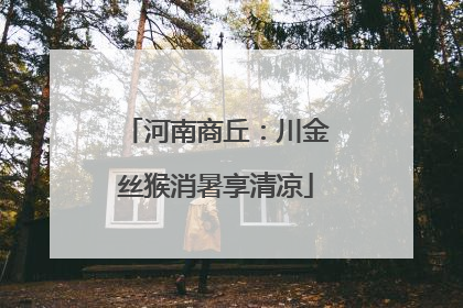 河南商丘：川金丝猴消暑享清凉