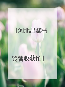 河北昌黎马铃薯收获忙