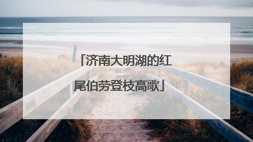 济南大明湖的红尾伯劳登枝高歌