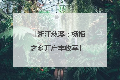浙江慈溪：杨梅之乡开启丰收季