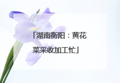 湖南衡阳：黄花菜采收加工忙