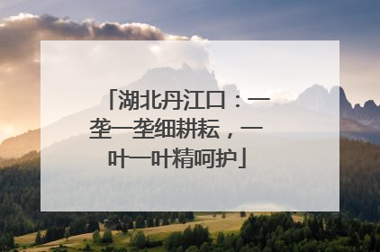 湖北丹江口：一垄一垄细耕耘，一叶一叶精呵护