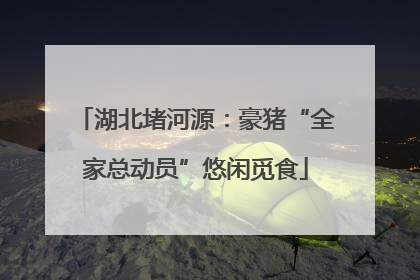 湖北堵河源：豪猪“全家总动员”悠闲觅食
