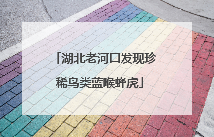 湖北老河口发现珍稀鸟类蓝喉蜂虎