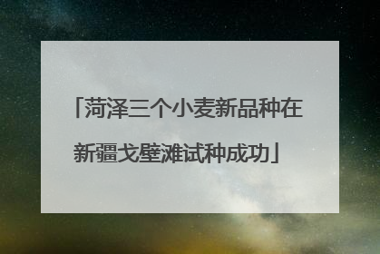 菏泽三个小麦新品种在新疆戈壁滩试种成功