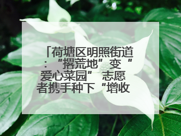 荷塘区明照街道：“撂荒地”变“爱心菜园” 志愿者携手种下“增收希望”
