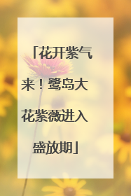 花开紫气来！鹭岛大花紫薇进入盛放期