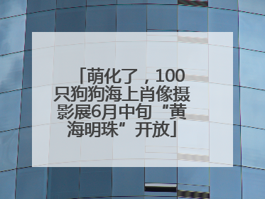 萌化了，100只狗狗海上肖像摄影展6月中旬“黄海明珠”开放