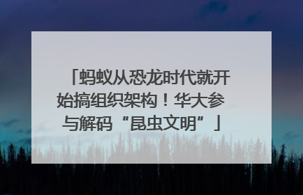 蚂蚁从恐龙时代就开始搞组织架构！华大参与解码“昆虫文明”