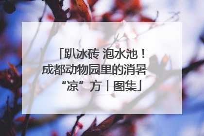 趴冰砖 泡水池！成都动物园里的消暑“凉”方丨图集
