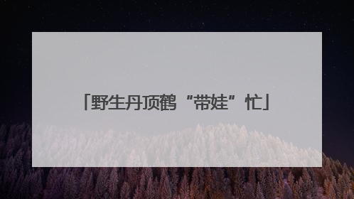 野生丹顶鹤“带娃”忙