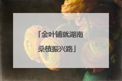 金叶铺就湖南桑植振兴路