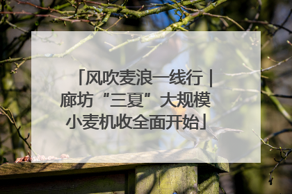 风吹麦浪一线行｜廊坊“三夏”大规模小麦机收全面开始