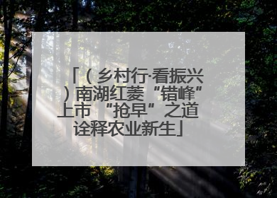 （乡村行·看振兴）南湖红菱“错峰”上市 “抢早”之道诠释农业新生